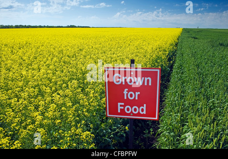 Fioritura di canola molla e campi di grano con 'cresciuti per alimentare" segno vicino a Carey, Manitoba, Canada Foto Stock