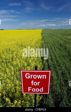 Fioritura di canola molla e campi di grano con 'cresciuti per alimentare" cartello in prossimità di Dugald, Manitoba, Canada Foto Stock