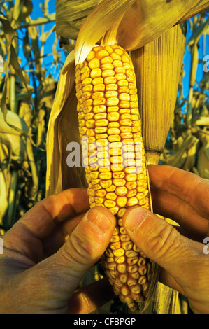 Mano azienda spiga del granoturco Mangimi vicino a La Salle, Manitoba, Canada Foto Stock