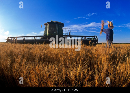 Agricoltore esamina harvest pronto inverno il raccolto di grano Foto Stock