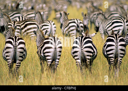 Adulto pianure zebre (Equus burchelli) nella loro migrazione annuale sulle pianure del Serengeti, Africa Orientale, Kenya Foto Stock