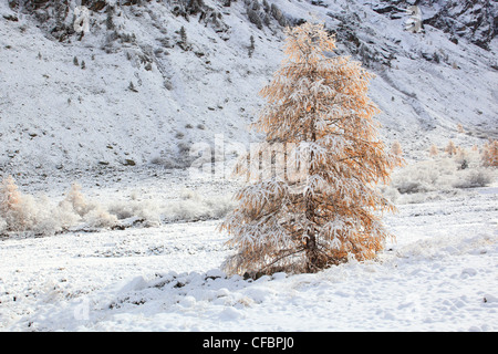 Arolla, Arolla valley, Arollatal, Montagne, Vista, larice, larici, fresche, nevicata, neve, Blizzard, valley, Vallese, Svizzera Foto Stock