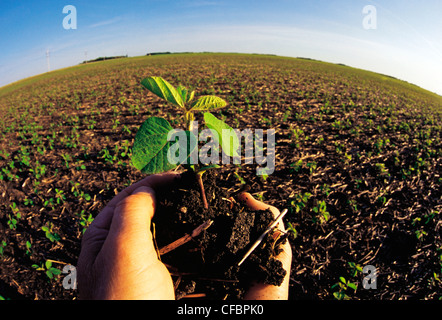 Mano che tiene la rapida crescita di piante di soia nei pressi di Dugald, Manitoba, Canada Foto Stock