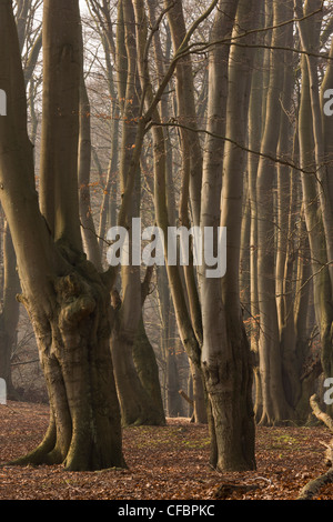 Antica pollards faggio in grande monaco legno, la Foresta di Epping. Londra. Foto Stock