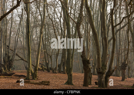 Antica pollards faggio in grande monaco legno, la Foresta di Epping. Londra. Foto Stock