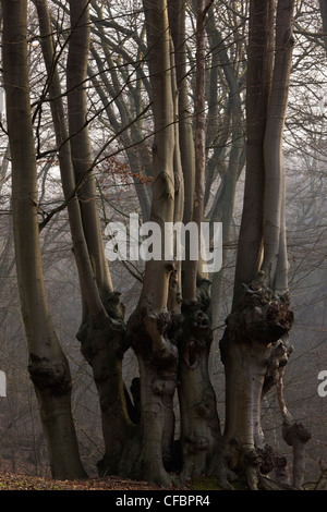 Antica pollards faggio in grande monaco legno, la Foresta di Epping. Londra. Foto Stock