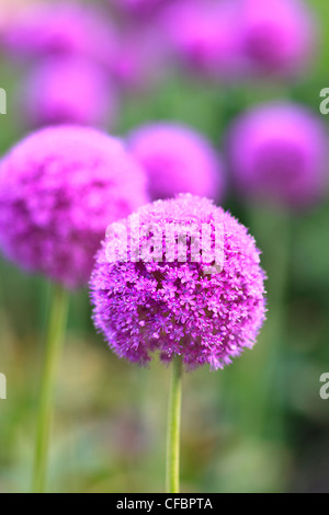 Viola Allium fiori. Giardini Inglesi, Assiniboine Park, Winnipeg, Manitoba, Canada. Foto Stock