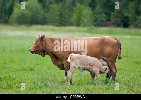 Assistenza infermieristica di vitello da Vacca madre. Nei pressi di Riverton, Manitoba, Canada. Foto Stock