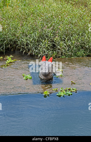 Nandi in acqua a Shri Koteshwar tempio situato tra il villaggio e arto Gove nel centro del fiume Krishna, Satara, Maharashtra, Foto Stock