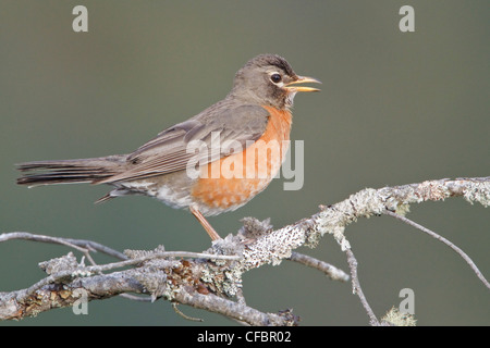 American Robin (Turdus migratorius) appollaiato su un ramo in Victoria, BC, Canada. Foto Stock