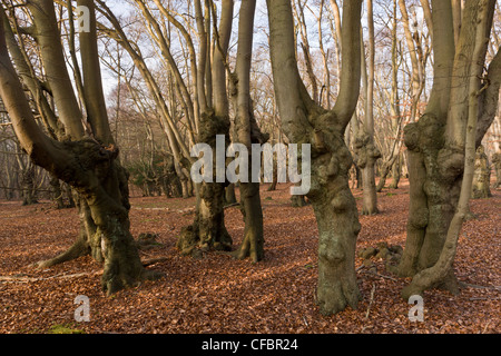 Antica pollards faggio in grande monaco legno, la Foresta di Epping. Londra. Foto Stock