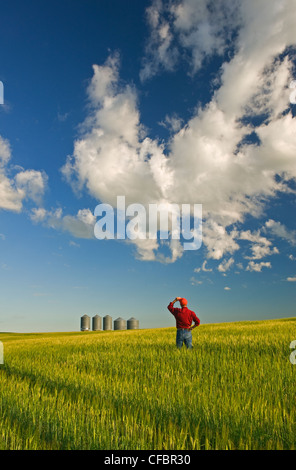 Il contadino si affaccia raccolto di orzo bidoni di grano Foto Stock