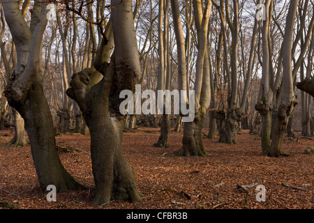 Antica pollards faggio in grande monaco legno, la Foresta di Epping. Londra. Foto Stock