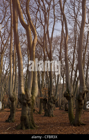 Antica pollards faggio in grande monaco legno, la Foresta di Epping. Londra. Foto Stock