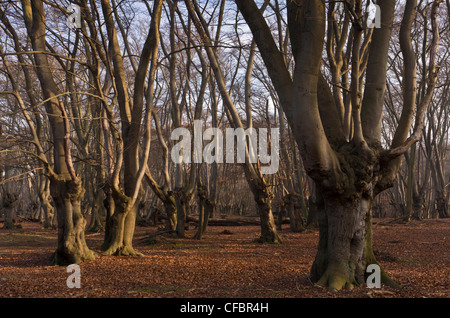 Antica pollards faggio in grande monaco legno, la Foresta di Epping. Londra. Foto Stock