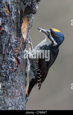 Nero-backed Woodpecker (Picoides arcticus) appollaiato su un albero bruciato trunk in Manitoba, Canada. Foto Stock