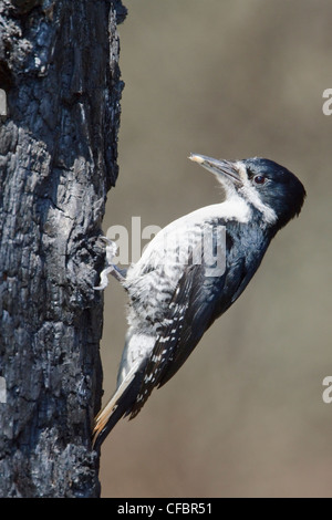 Nero-backed Woodpecker (Picoides arcticus) appollaiato su un albero bruciato trunk in Manitoba, Canada. Foto Stock