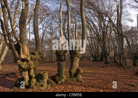 Antica pollards faggio in grande monaco legno, la Foresta di Epping. Londra. Foto Stock