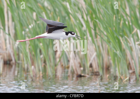 Nero-colli (Stilt Himantopus mexicanus) volare sopra un piccolo stagno in Alberta, Canada. Foto Stock