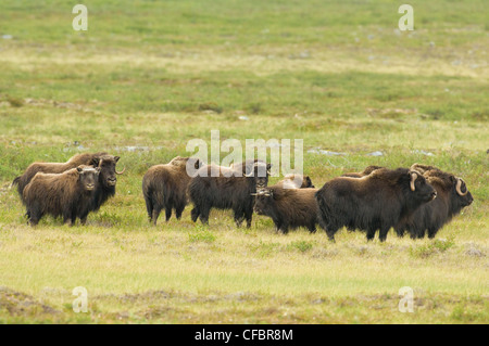 Muskox mandria (Ovibos moschatus) d'estate tundra, coregoni Lago, Northwest Territories, Canada Foto Stock