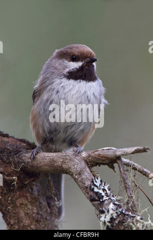 Luisa boreale (Poecile hudsonicus) appollaiato su un ramo in Manitoba, Canada. Foto Stock