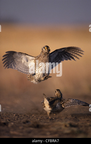 Maschio di Sharp-tailed grouse (Tympanuchus phasianellus) combattimenti a lek in primavera, Saskatchewan, Canada Foto Stock