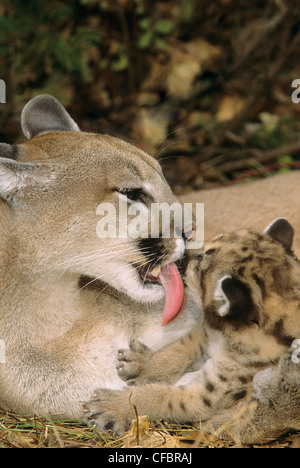 Cougar femmina (Puma concolor) stallieri 5 settimane di un gattino, Montana, USA Foto Stock