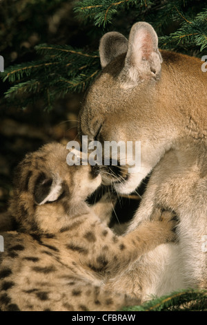 Cougar femmina (Puma concolor) stallieri 5 settimane di un gattino, Montana, USA Foto Stock