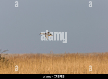 Canapiglia Anas strepera in volo; in inverno, Costa North Norfolk. Foto Stock