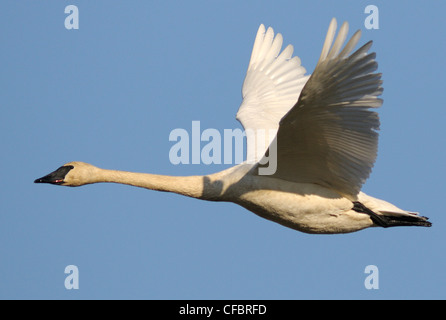 Trumpeter Swans sono un segno di primavera in arrivo Cowichan Bay. Isola di Vancouver, British Columbia, Canada. Foto Stock