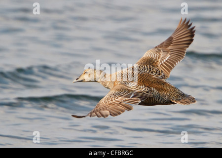 Eider comune (Somateria mollissima) battenti in Churchill, Manitoba, Canada. Foto Stock