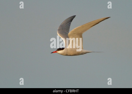 Comune (Tern Sterna hirunda) volare su un lago in Manitoba, Canada. Foto Stock