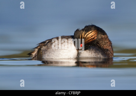 Eared Grebe (Podiceps nigricollis) in uno stagno in British Columbia, Canada. Foto Stock