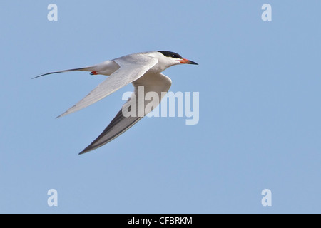 Forster's Tern (sterna forsteri) battenti in Alberta, Canada. Foto Stock