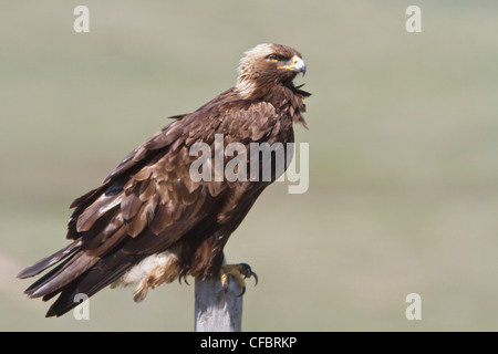 Aquila reale (Aquila chrysaetos) appollaiato su un ramo in Alberta, Canada. Foto Stock