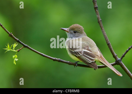 Grande Crested Flycatcher (Myiarchus crinitus) appollaiato su un ramo in Manitoba, Canada. Foto Stock