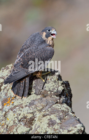 Falco pellegrino (Falco peregrinus) arroccato su una rupe in British Columbia, Canada. Foto Stock