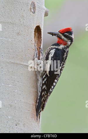 Rosso-naped Sapsucker (Sphyrapicus nuchalis) appollaiato su un albero in corrispondenza del suo foro di nido in Alberta, Canada. Foto Stock