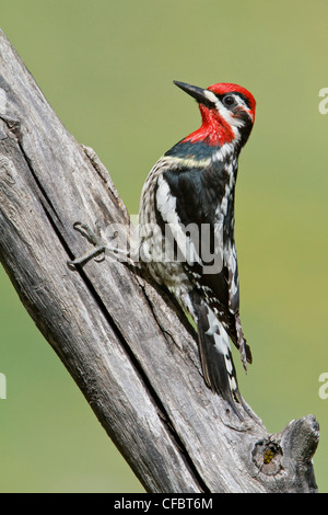 Rosso-naped Sapsucker (Sphyrapicus nuchalis) appollaiato su un albero in corrispondenza del suo foro di nido in Alberta, Canada. Foto Stock