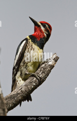 Rosso-naped Sapsucker (Sphyrapicus nuchalis) appollaiato su un albero in corrispondenza del suo foro di nido in Alberta, Canada. Foto Stock