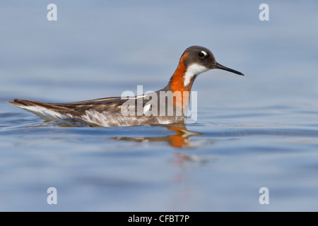 Rosso Colli (Phalarope Phalaropus lobatus) in un stagno di Churchill, Manitoba, Canada. Foto Stock