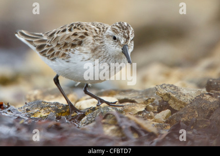 Semipalmated Sandpiper (Calidris pusilla) in un stagno di Churchill, Manitoba, Canada. Foto Stock