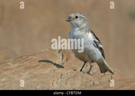 Snow Bunting (Plectrophenax nivalis) appollaiato sul terreno in Churchill, Manitoba, Canada. Foto Stock