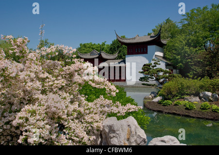 Arbusto a fioritura di fronte ad una pagoda nel giardino Cinese al Montreal Botanic Gardens, Montreal, Quebec, Canada. Foto Stock