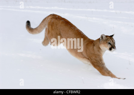 Mountain lion (Puma concolor) in esecuzione attraverso la neve, Minnesota, Stati Uniti d'America Foto Stock