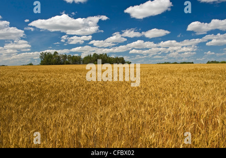 Strada di campagna tra i campi di grano, Manor, Saskatchewan, Canada Foto Stock