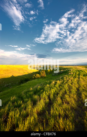 Prairie vicino a Moose Jaw, Saskatchewan, Canada. Foto Stock