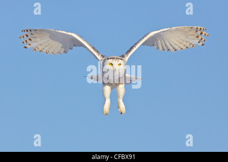 Una giovane donna civetta delle nevi (Bubo scandiacus) a caccia di roditori vicino a Ottawa, Ontario, Canada. Foto Stock