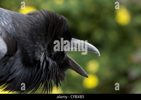 Un corvo imperiale (Corvus corax) consente ad effettuare una chiamata mentre purched in un albero nel Parco Nazionale di Banff, Alberta, Canada Foto Stock
