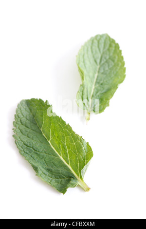 Le foglie di menta su un assortimento di bg Foto Stock